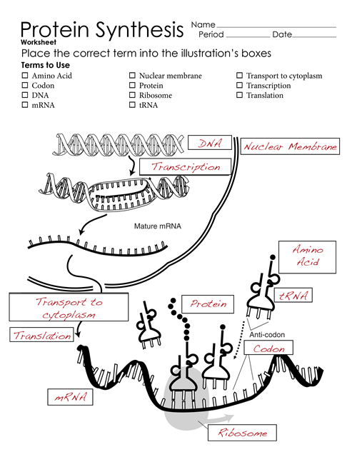 transcription-and-translation-practice-worksheet-biology-2-a-c-t-dna